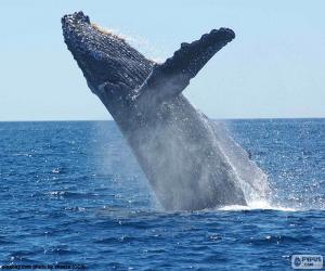 пазл Горбатый кит